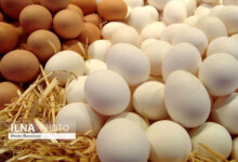 تصویر نرخ تخم مرغ دانه‌ای 1100 تومان است