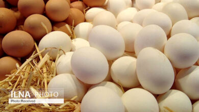 تصویر نرخ تخم مرغ دانه‌ای 1100 تومان است