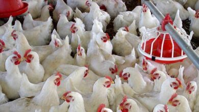 تصویر نبض بانک:ستاد گرانی مرغ برای ارزان کردن آن تشکیل شد