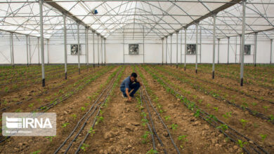 تصویر ۱.۴ هزار میلیارد ریال تسهیلات به بخش کشاورزی استان سمنان پرداخت شد