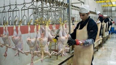 تصویر حقوق و مزایای ناظران شرعی واردات مرغ از ترکیه ابلاغ شد + سند