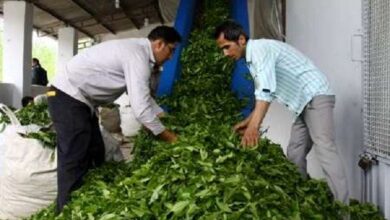 تصویر پرداخت تسهیلات ۶۰۰ میلیون تومانی به کارخانجات چای